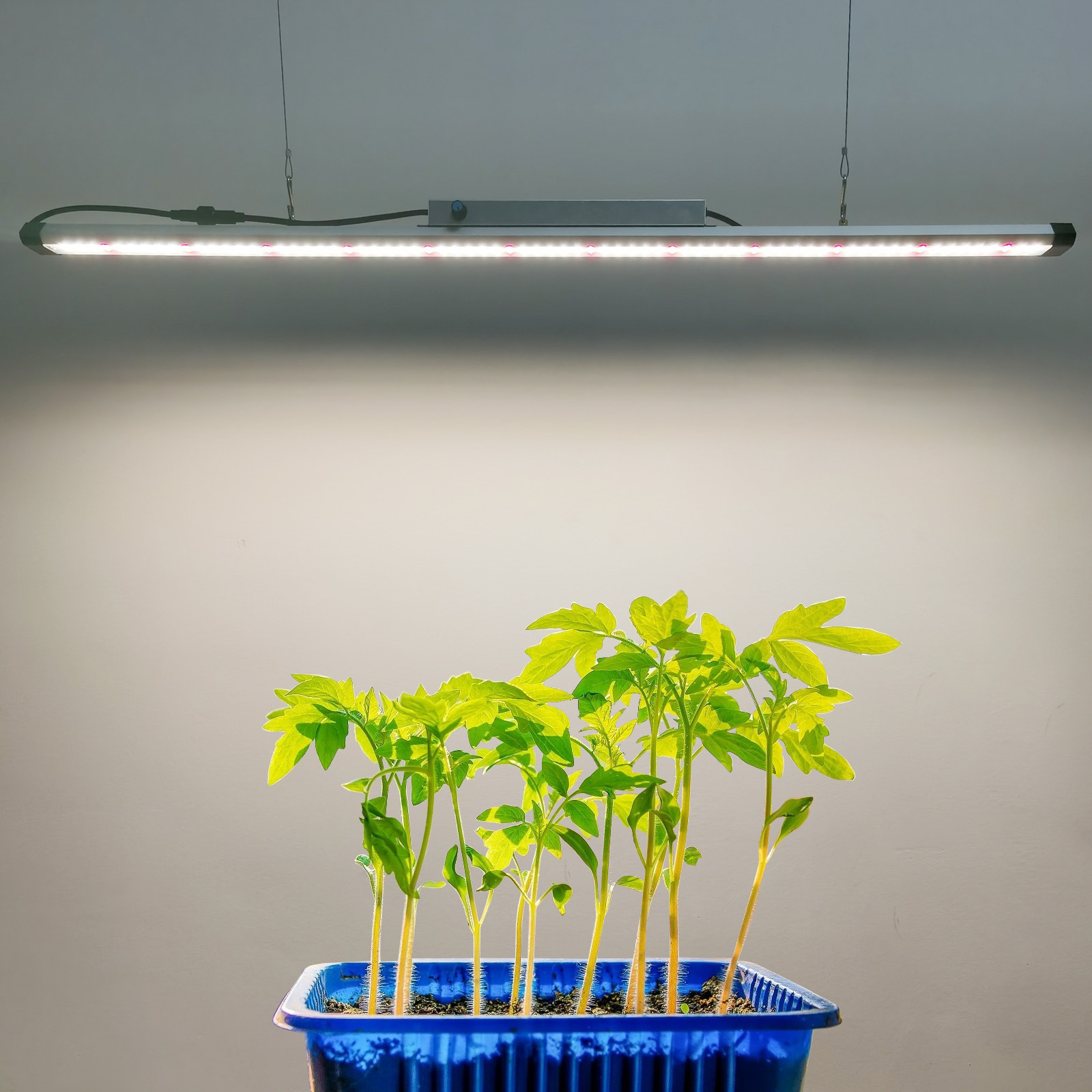 100W Full Spectrum LED Grow Li - Plant Grow Light Full Spectrum recension och pris